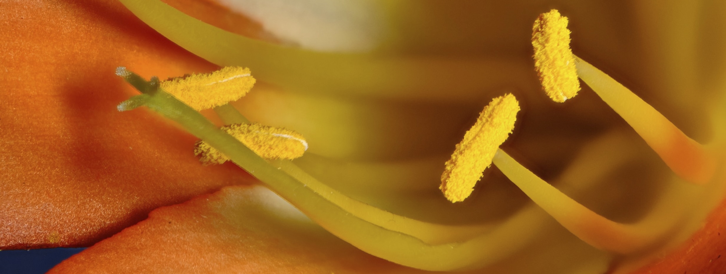 Taller de Fotografía Macro